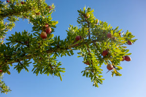 Argan Oil
